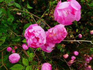 Rose macrantha raubritter